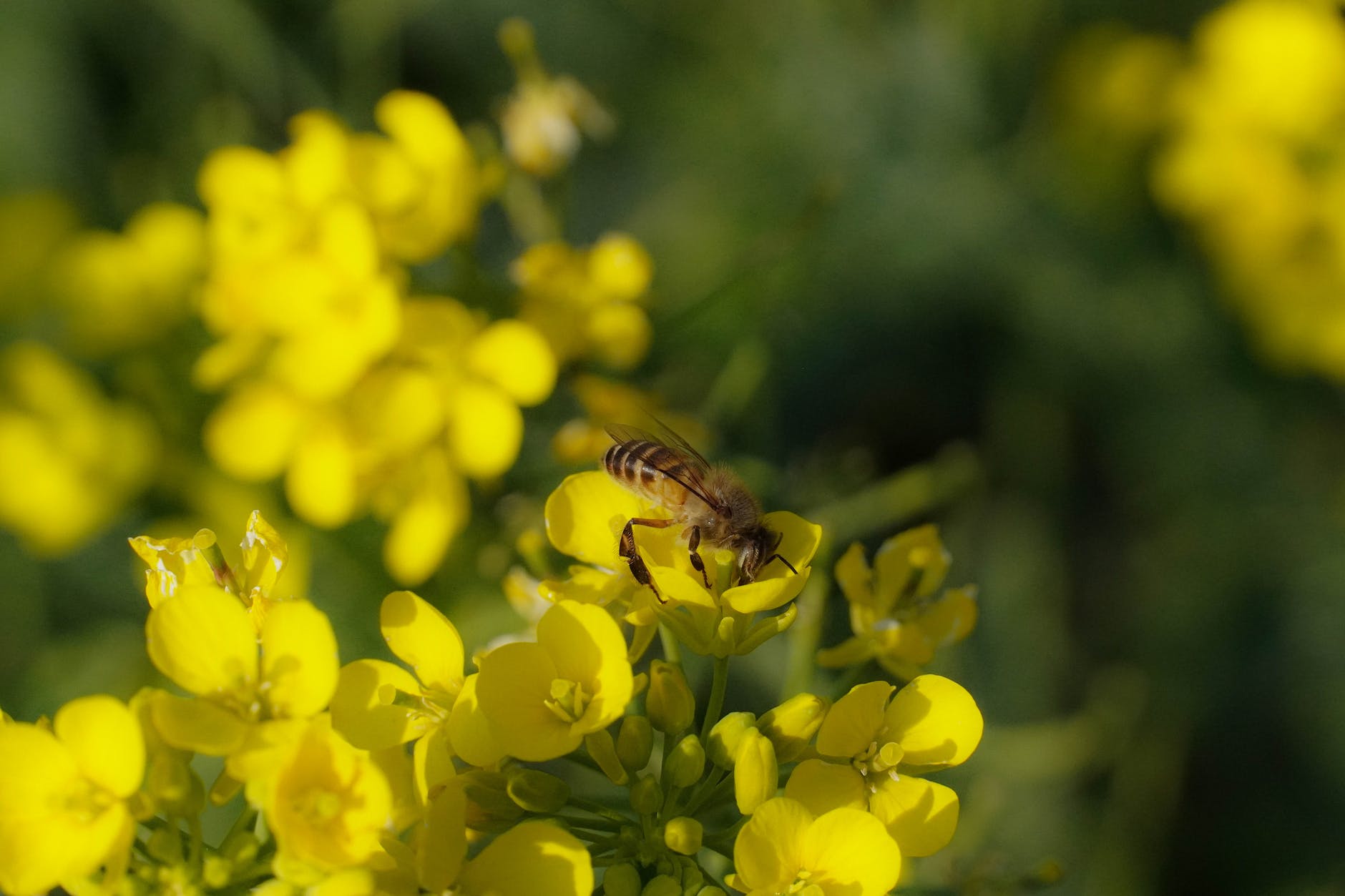 The Silent Symphony: Climate Change and Agriculture’s Impact on Insect Populations